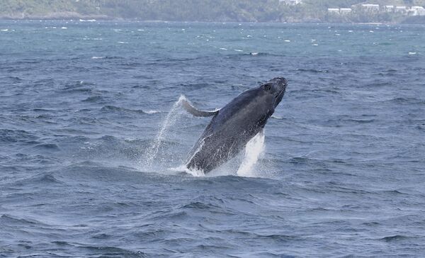 Performance commerciale baleine